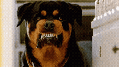 Close Up Of Rottweiler With Mouth Open And Teeth Showing GIF