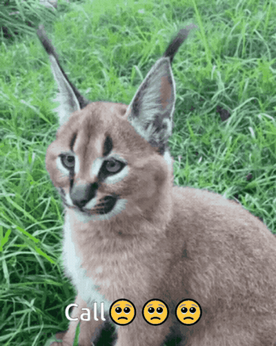 Close Up Of Sad Cat Saying Call GIF