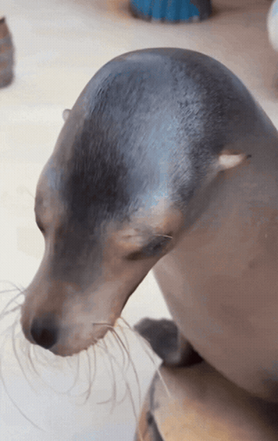Close Up Of Seal Head GIF