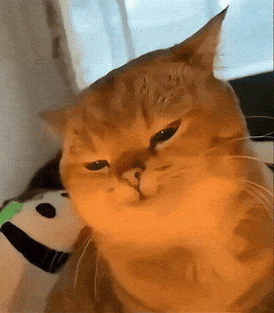 Close Up Of Serious Cat Face GIF