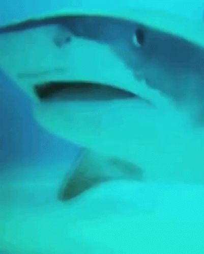 Close Up Of Shark Swimming GIF