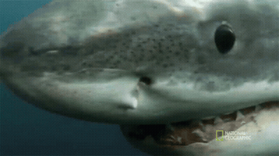 Close Up Of Shark With National Geographic GIF