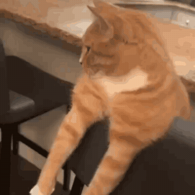 Close Up Of Sitting Cat GIF
