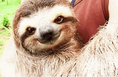 Close Up Of Sloth Face With Arm Around It GIF