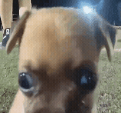 Close Up Of Small Brown Dog With Person Behind GIF