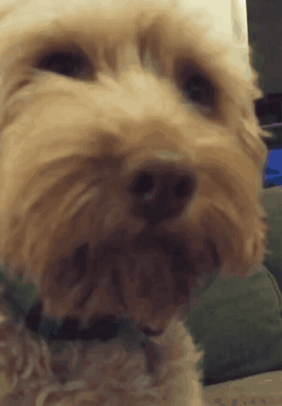 Close Up Of Small Dog Face Looking At Camera GIF