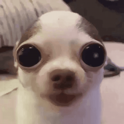 Close Up Of Small Dog With Big Eyes Looking At Camera GIF