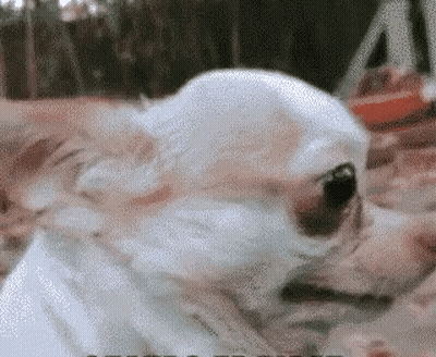 Close Up Of Small White Dog GIF