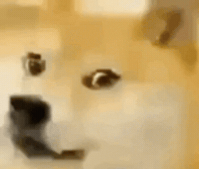 Close Up Of Smiling Dog GIF