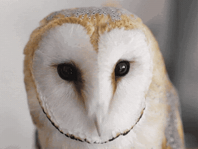 Close Up Of Smiling Owl Face GIF