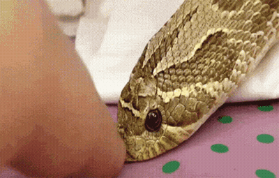 Close Up Of Snake Head With Hand GIF
