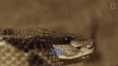 Close Up Of Snake Saying You GIF