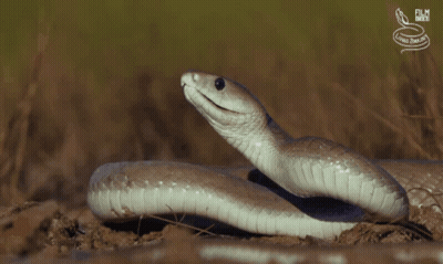 Close Up Of Snake With Film Snake Logo GIF