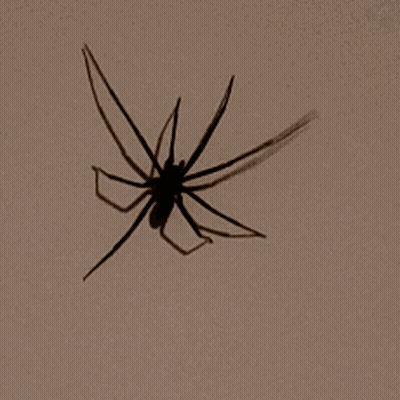 Close Up Of Spider's Shadow GIF