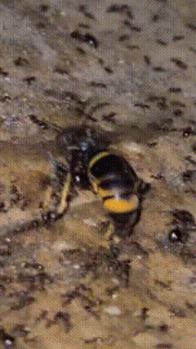 Close Up Of Spider With Alexfc GIF