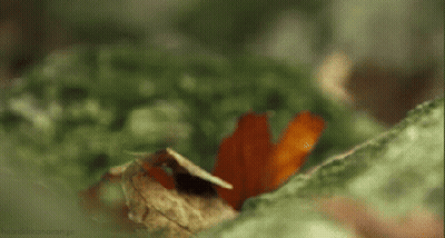 Close Up Of Squirrel Eating Nut On Branch GIF