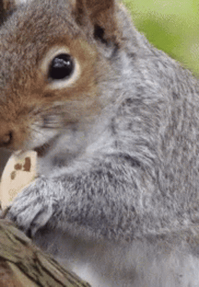 Close Up Of Squirrel Eating Nut On Tree Branch GIF