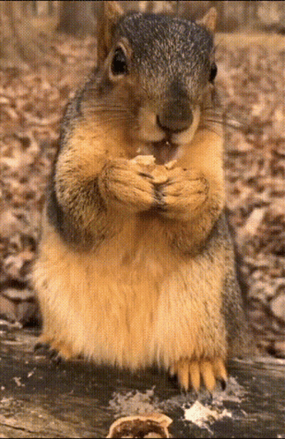 Close Up Of Squirrel Eating Peanut GIF