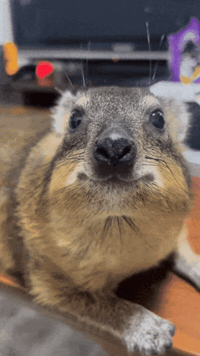 Close Up Of Squirrel Face Looking At Camera GIF