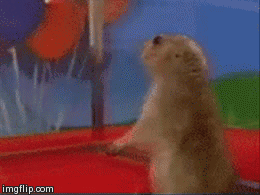 Close Up Of Squirrel Face GIF