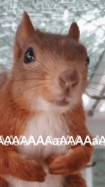 Close Up Of Squirrel Looking At Camera Saying Aaa GIF