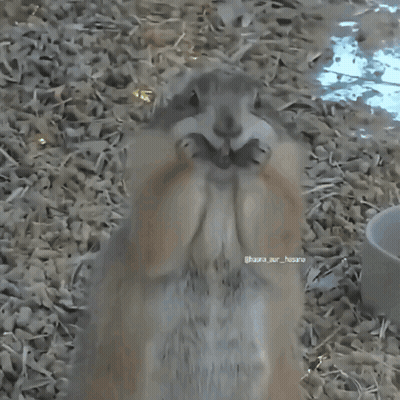 Close Up Of Squirrel Named Hara GIF