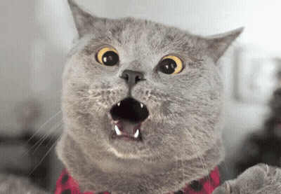 Close Up Of Surprised Cat Face GIF