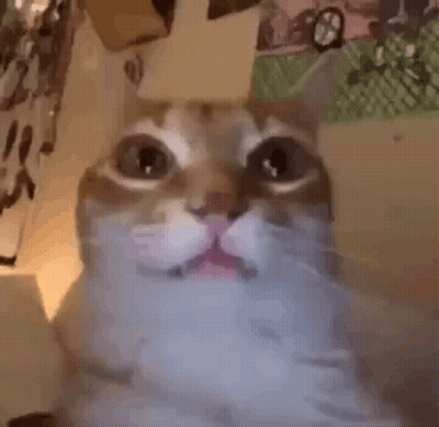 Close Up Of Surprised Cat Looking At Camera GIF