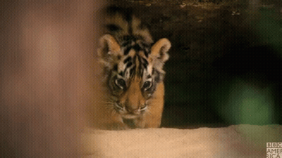 Close Up Of Tiger Cub With BBC America GIF