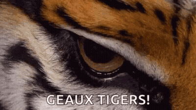 Close Up Of Tiger Eye Saying Geaux Tigers GIF