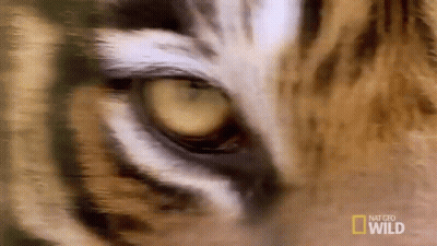 Close Up Of Tiger Eye With National Geographic Wild Logo GIF