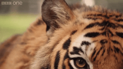 Close Up Of Tiger Face Looking At Camera GIF