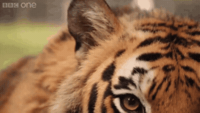 Close Up of Tiger Face With Eyes Closed