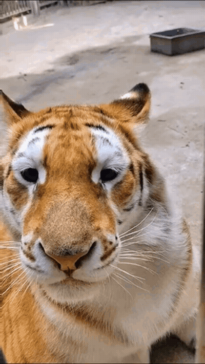 Close Up Of Tiger Face With Gray Container GIF