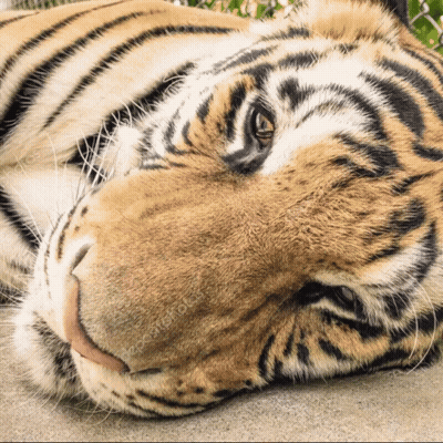 Close Up Of Tiger Laying Down With Eyes Closed GIF