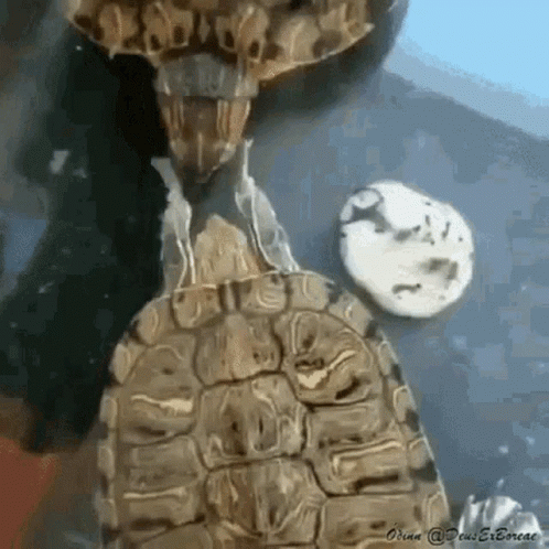Close Up Of Turtle Shell And Head GIF