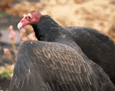 Close Up Of Vulture With Red Beak GIF