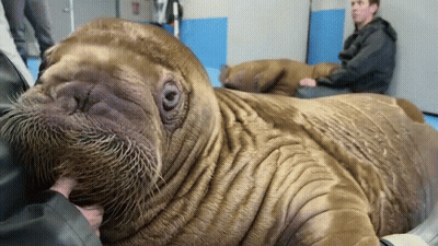 Close Up Of Walrus With Man Behind GIF