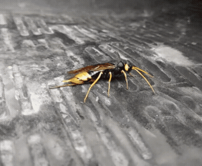 Close Up Of Wasp Crawling GIF