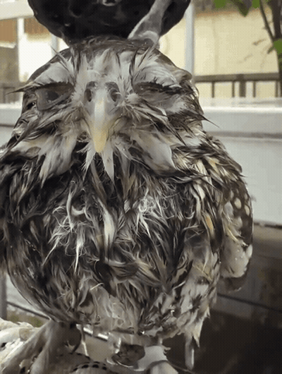 Close Up Of Wet Bird Feathers GIF