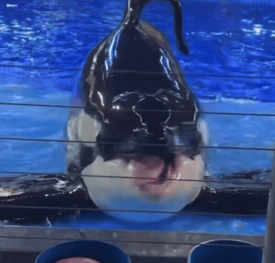 Close Up Of Whale Mouth With Tongue Out GIF