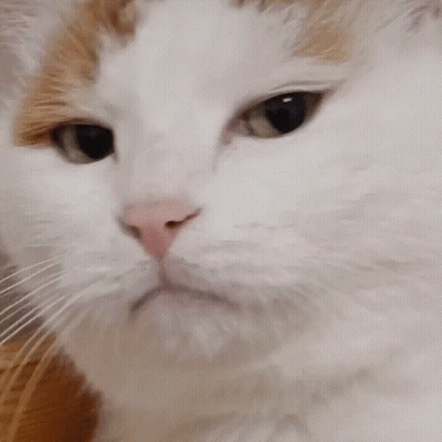 Close Up Of White Cat Face GIF