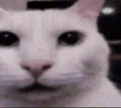 Close Up Of White Cat Face GIF