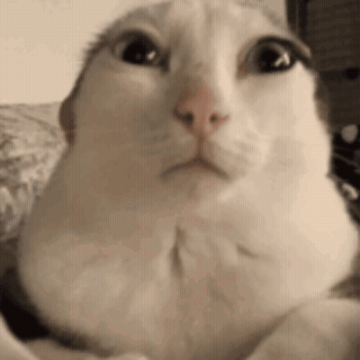 Close Up Of White Cat Making Funny Face GIF