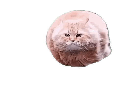 Close Up Of White Cat Sticker