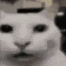 Close Up Of White Cat's Face GIF