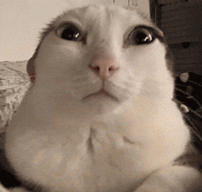 Close Up Of White Cat Surprised Face GIF