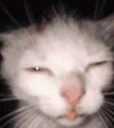 Close Up Of White Cat With Eyes Closed GIF