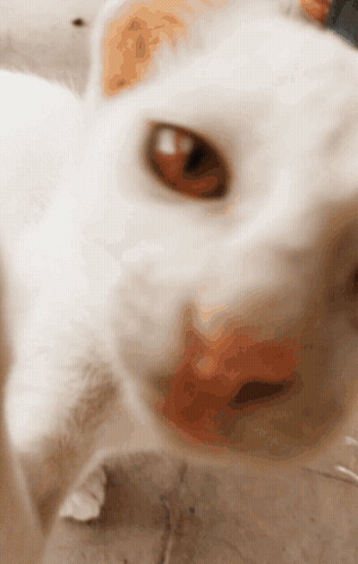 Close Up Of White Dog Face GIF