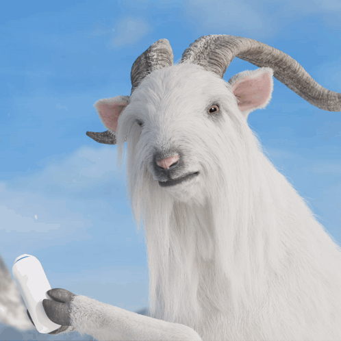 Close Up Of White Goat With Horns GIF